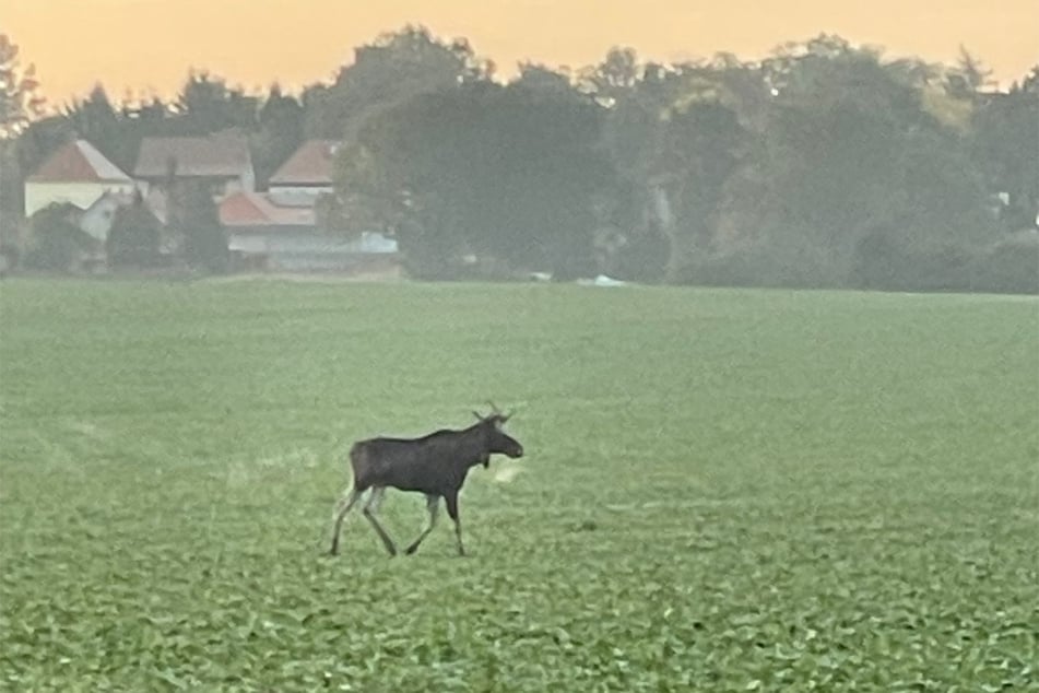 Dieser Elch wurde Anfang der Woche bei Großpösna gesichtet.