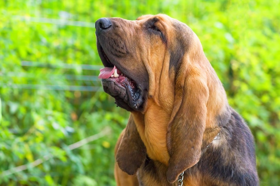 Bloodhounds sind nicht nur sehr große Hunde, sie haben auch sehr lange Ohren.