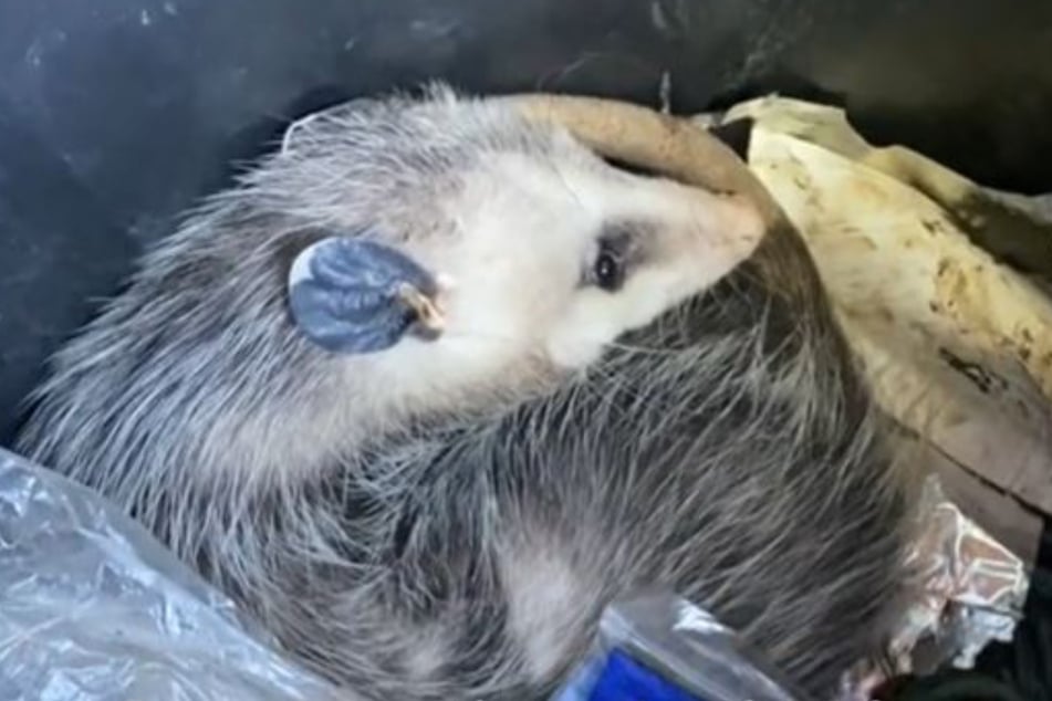 Opossum Richard Nibbler hatte es sich im Müll gemütlich gemacht.
