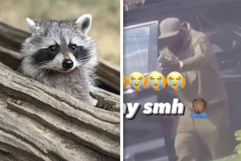 New York City man shoots at raccoon in bizarre viral video
