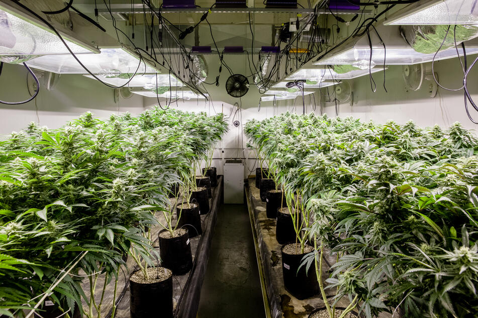 More than 200 New York farms have been granted licenses to grow cannabis plants (stock image).