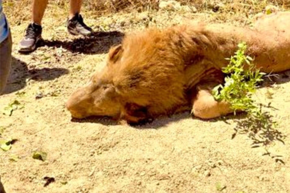 Löwe büxt aus Zoo aus und greift Landwirt an