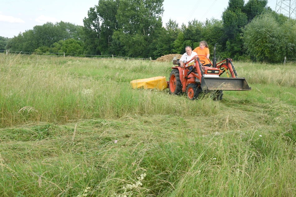 Cornelia Kowalczewski (63) hatte zuvor beobachtet, wie ein Reh im dichten Gras des Feldes von ihrem guten Freund Norbert Kutzner (85) verschwand. Der ließ 200 Quadratmeter ungemähte Fläche, damit die Rehkitze sich sicher fühlen.