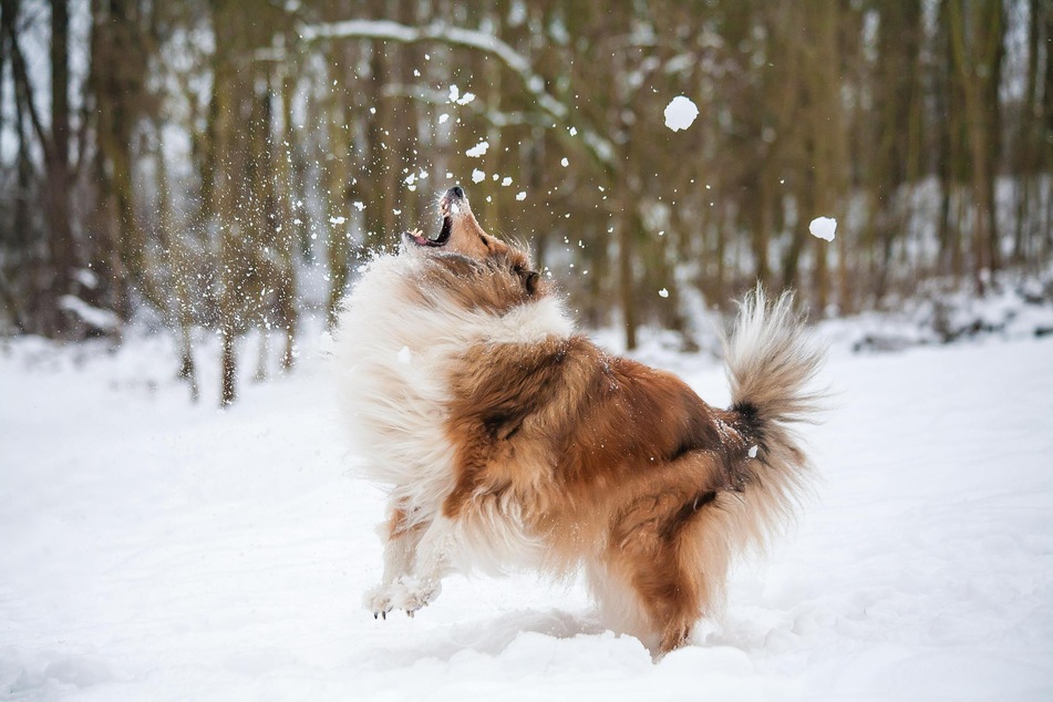 Das Spielen im Schnee animiert Hunde dazu, den Schnee zu fressen, weswegen Halter es lieber vermeiden sollten.