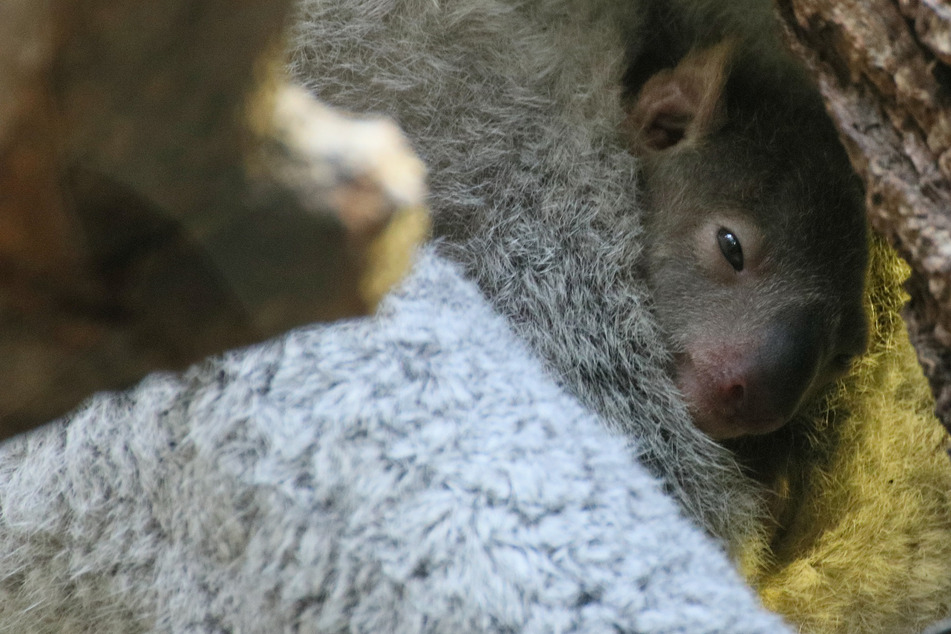 Zoobesucher dürfen sich freuen: Hier blinzelt ein neuer Baby-Koala aus dem Beutel!
