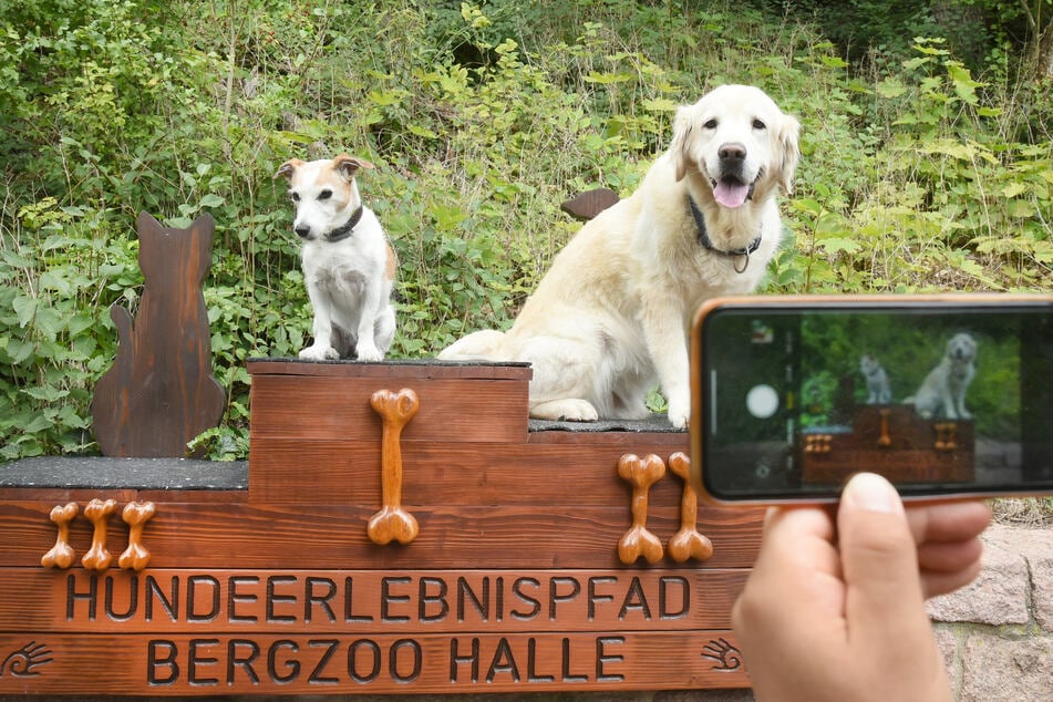 Auf dem Hunde-Erlebnispfad sitzen ein neun Jahre alter Golden Retriever und ein 14 Jahre alter Jack Russell auf dem Siegerpodest.