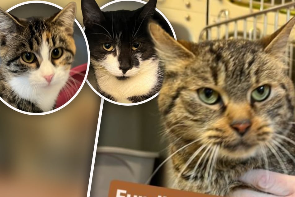 Gleich drei Katzen landen im Tierheim: Von ihren Besitzern fehlt jede Spur