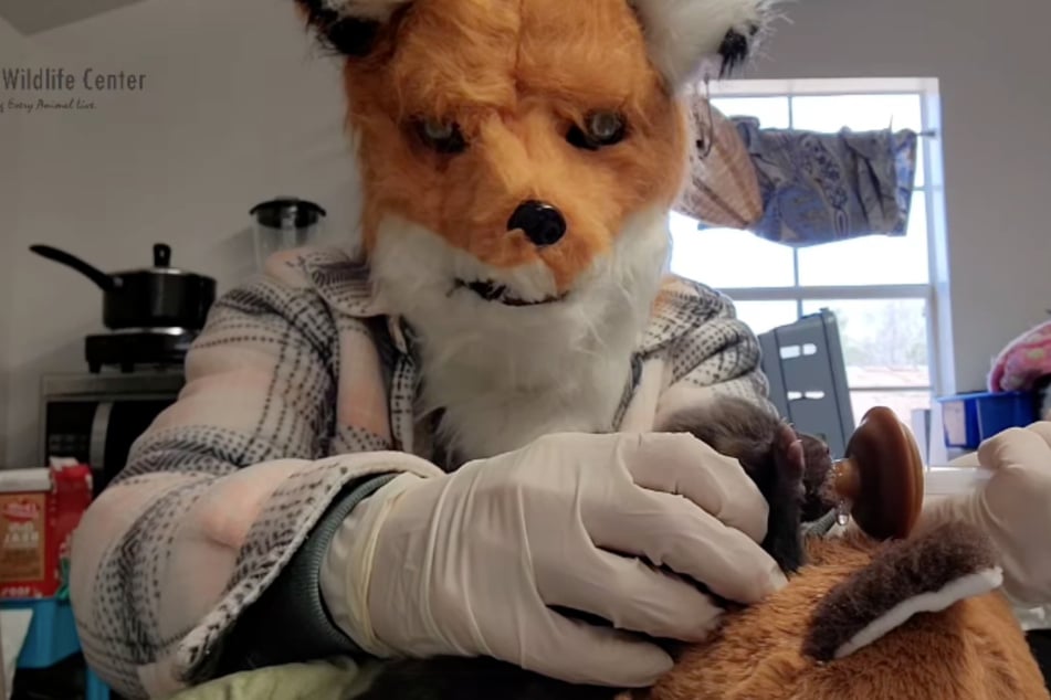 Pfleger in Fuchsmasken - ein bisschen gruselig für uns, aber sehr effektiv für den kleinen Fuchs!