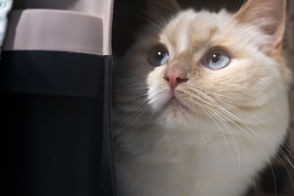 Schreckliche Tat! Katze angeschossen: Zwei Kugeln stecken im Körper des Tieres