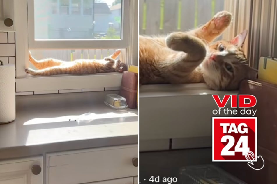 viral videos: Viral Video of the Day for May 17, 2025: Cat shows off favorite windowsill relaxation spot on TikTok!