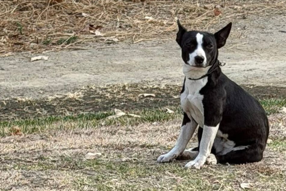 Frau verzweifelt an Rettung von Hund: Was sie gleich mehrfach tun muss, bricht ihr das Herz