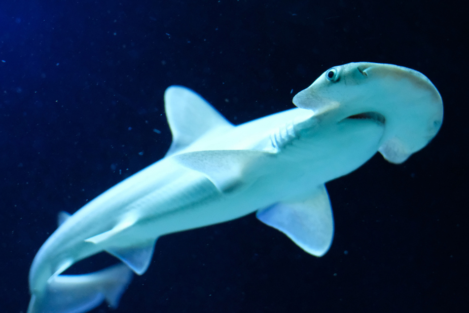 Hammerhaie gelten als gefährdet. Umso erfreulicher ist die Entdeckung des Nachwuchses.