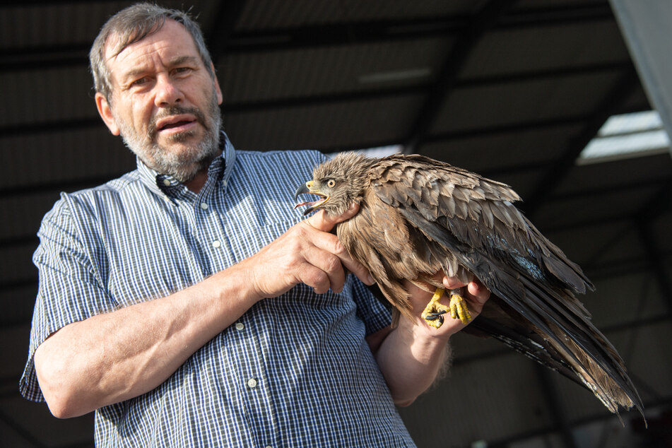 Ornithologe Reinhard Vohwinkel auf der Mülldeponie in Wiesbaden mit einem Schwarzmilan.