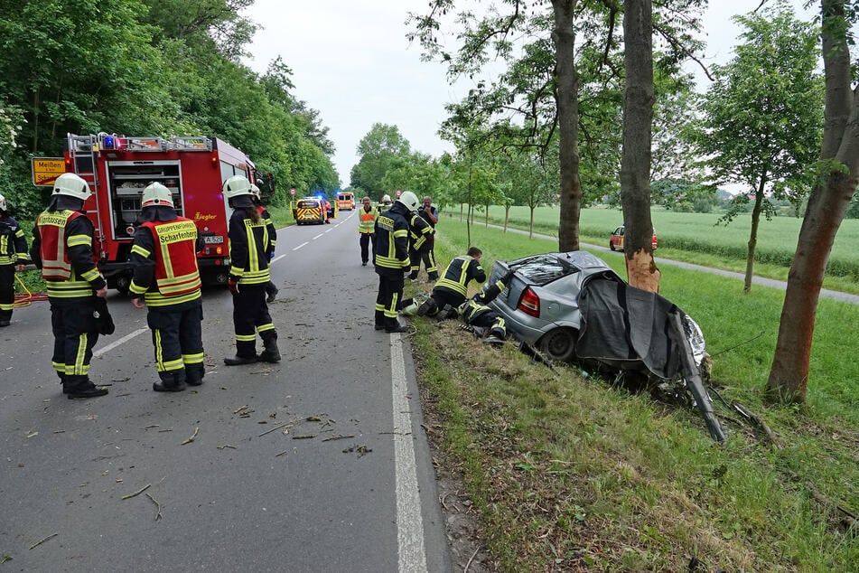 31 Menschen starben 2024 bei Unfällen mit Bäumen. (Archivfoto)