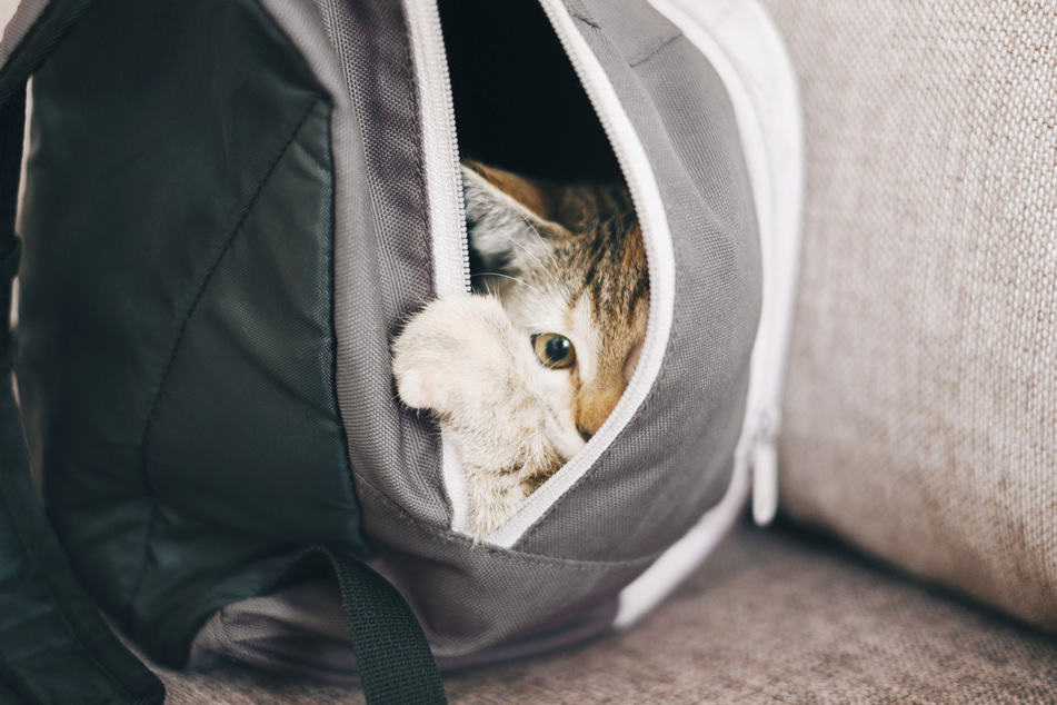Außer für den kurzzeitigen Transport sollten Katzen nicht länger in Taschen und ähnlichem gehalten werden.