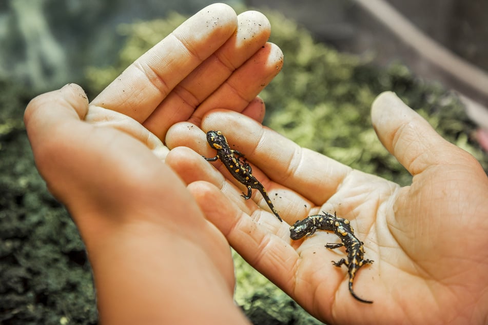 Österreichische Experten päppelten erfolgreich den Nachwuchs eines auf der Straße verunglückten Feuersalamander-Weibchens auf.