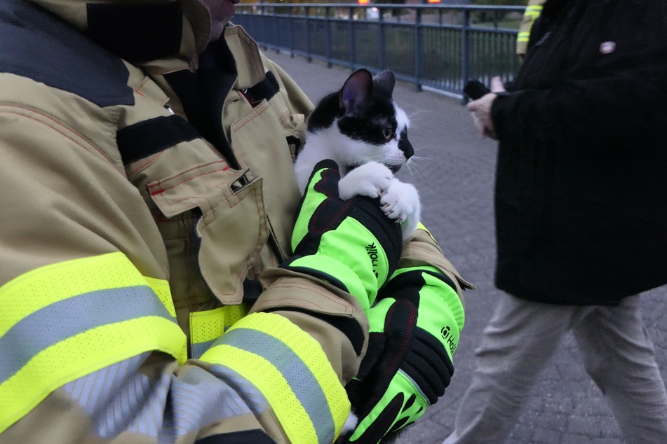 In den Armen eines Feuerwehrmannes konnte sich das Kätzchen zumindest ein wenig beruhigen.