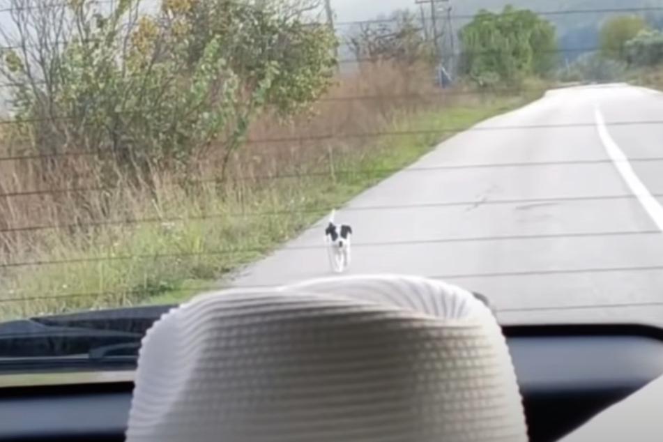 "Hey, halt an!" Dieser kleine Streuner rannte dem Auto so lang nach, bis es endlich zum Stehen kam.
