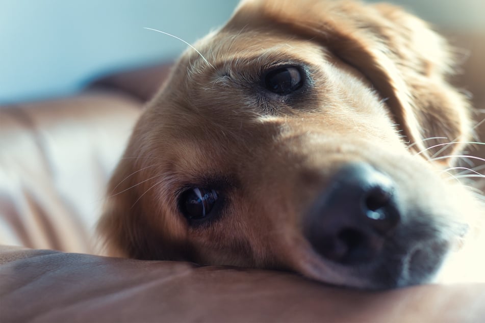 Dog flea bites make them extremely unhappy and need to be treated quickly.