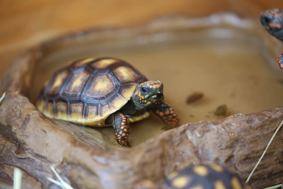 Überhitzten Schildkröten kann ein lauwarmes Wasserbad helfen.