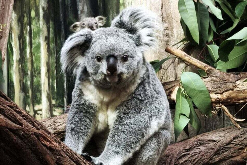 Das kleine Koala-Baby entwickle sich laut dem Tierpark weiterhin gut.