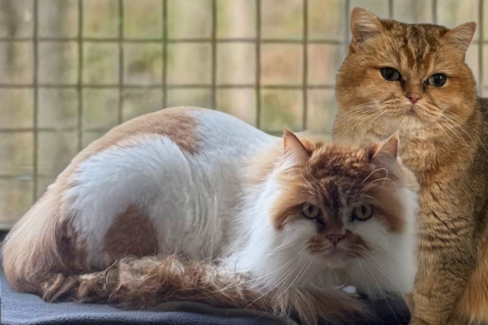 Zwei Kater, ein Traum: Wer gibt Lennox und Rüdiger ein Zuhause?