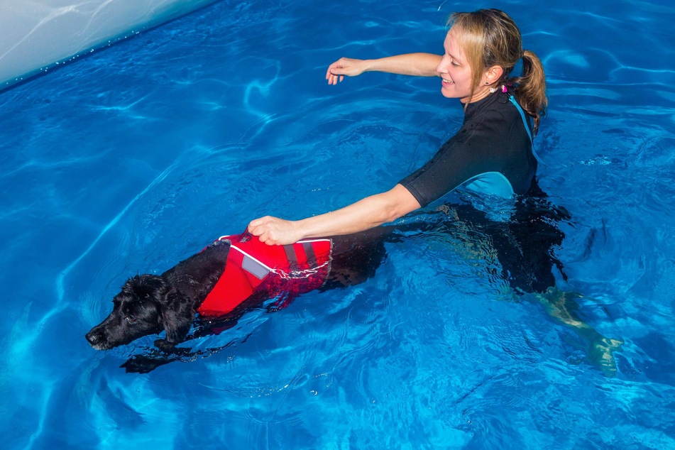 A dog undergoing hydrotherapy (stock image).