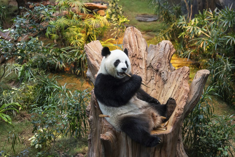 Zwei Pandas werden aus China an den Münchner Zoo verliehen. (Symbolfoto)