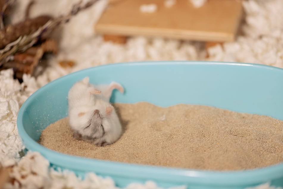 Ein Hamster wälzt sich gern im Sandbad.