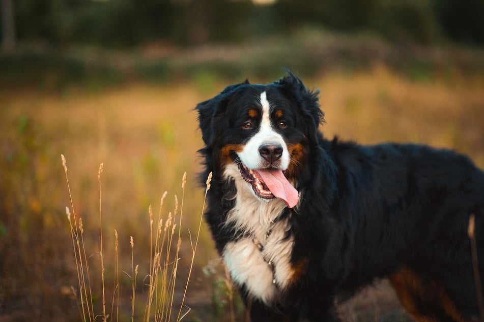 Der lernwillige Große Schweizer Sennenhund ist ein treuer Begleiter.