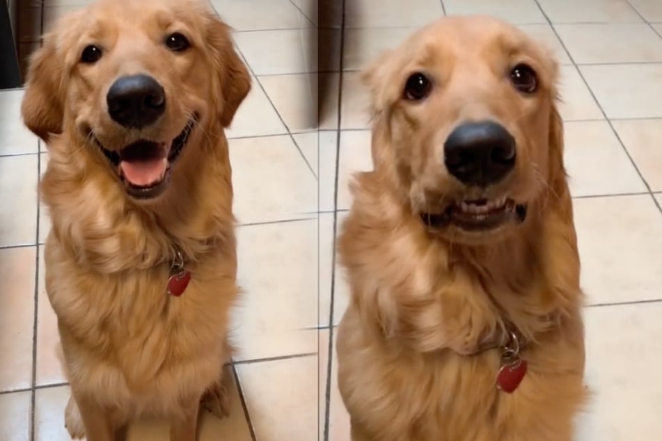 Besitzerin macht Pups-Geräusch: So lustig reagiert ihr Hund