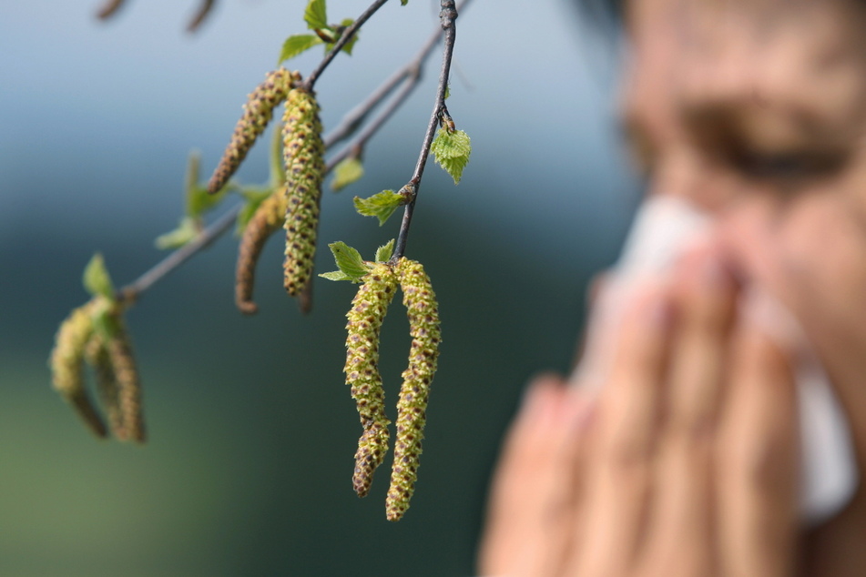 Auf die Pollen von Birken reagieren die meisten Allergiker sensibel (Symbolbild).