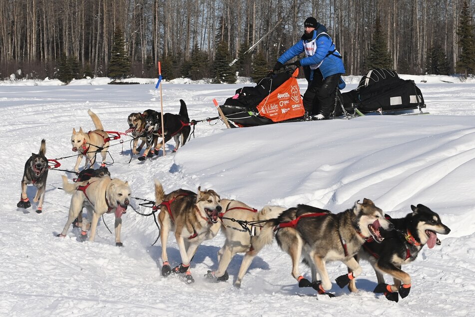 Dallas Seavey beim "Iditarod", dem längsten Hundeschlittenrennen der Welt.