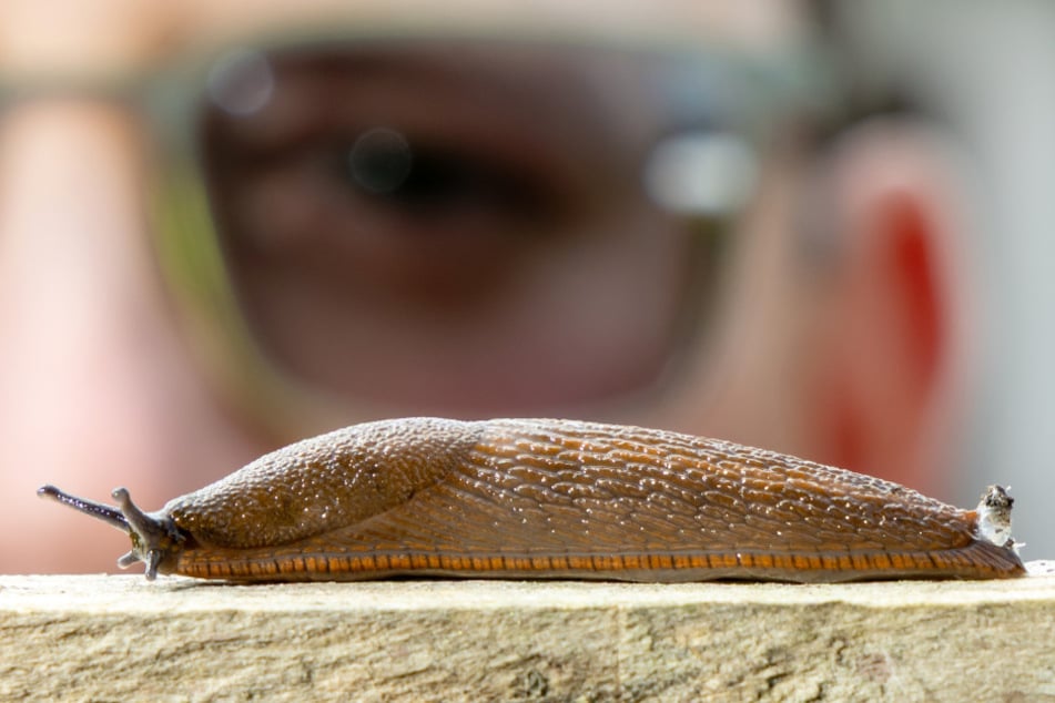 Die Nacktschnecke frisst "nahezu alles".