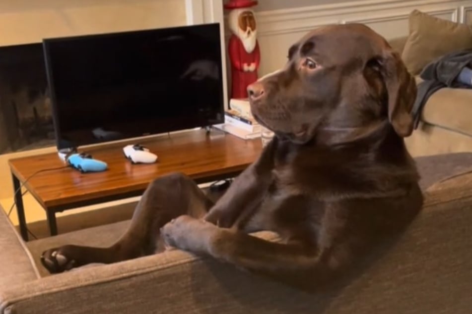 Lässig und cool: Labrador Alfonso ist eben ein Hund von Welt!