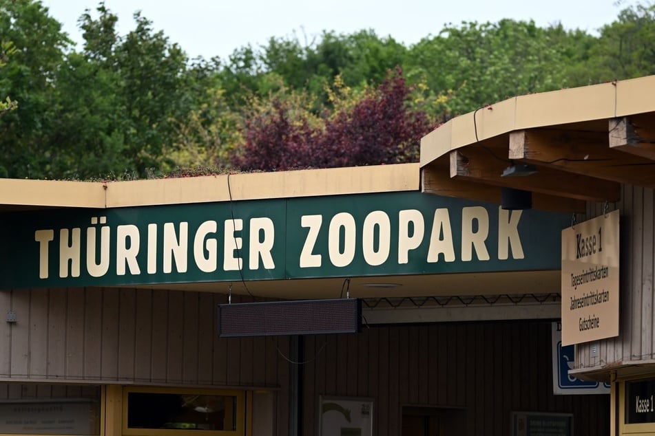 Das ist der süße Neuzugang im Thüringer Zoopark