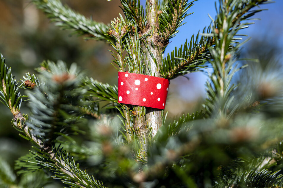 Die Nordmanntanne ist der beliebteste Baum zum Weihnachtsfest in Deutschland.