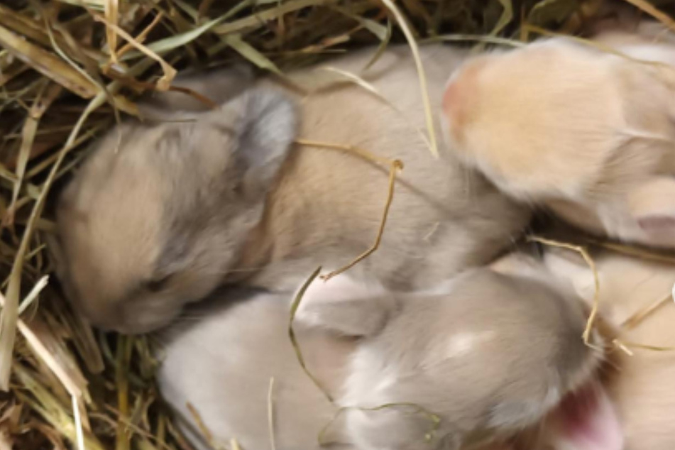 Die Babys wurden im Stroh neben dem erwachsenen Kaninchen entdeckt.