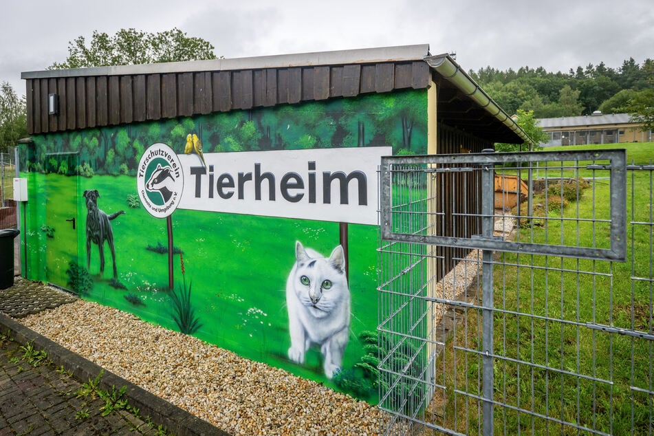 Im Tierheim Am Pfarrhübel sind alle Zwinger belegt.
