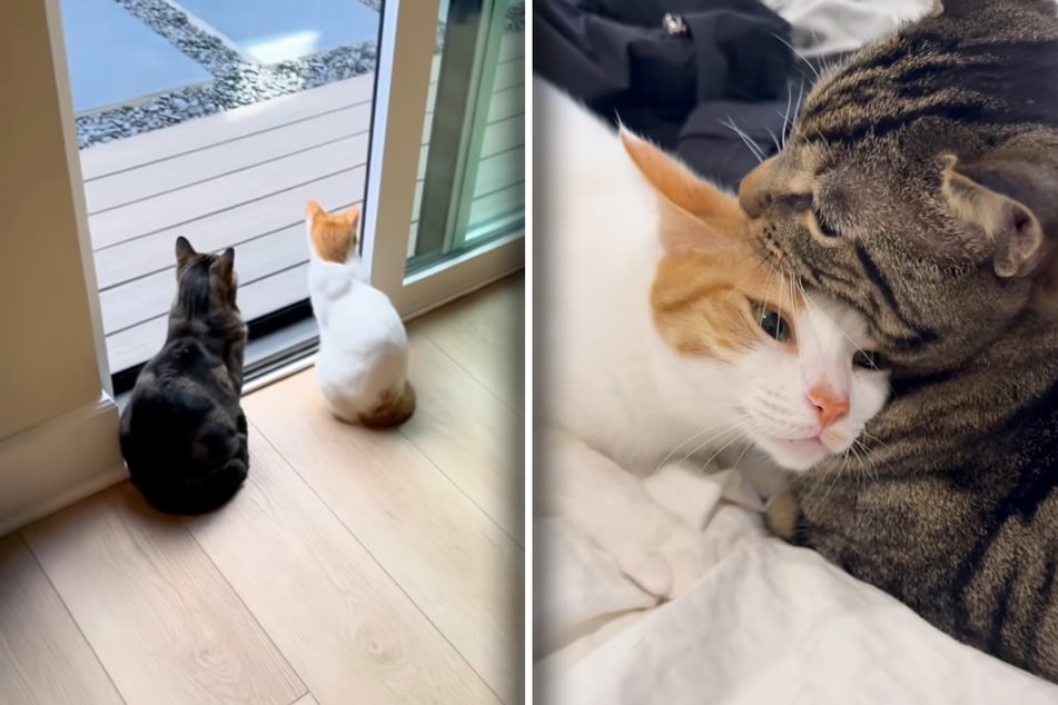 Plot Twist: Am Ende des Clips entpuppen sich Katze Princess und Kater Chase als "Liebespaar".