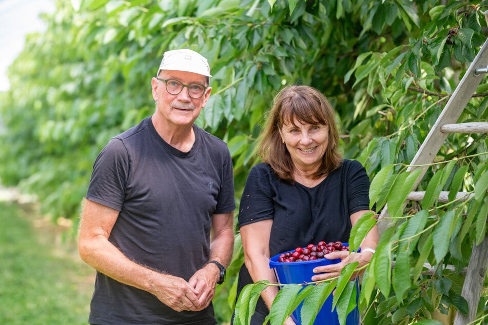 Die Dresdner Hagen (70) und Grit (62) kommen extra einmal im Jahr für die Kirschen-Selbstpflücke zum "Meissner Obstgarten Geisler": "Wir haben uns extra frei genommen."