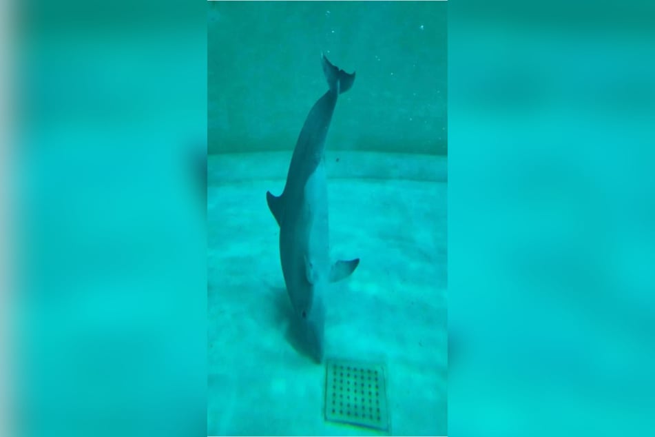 Diese Aufnahme von PETA zeigt den Delfin im Tiergarten Nürnberg.