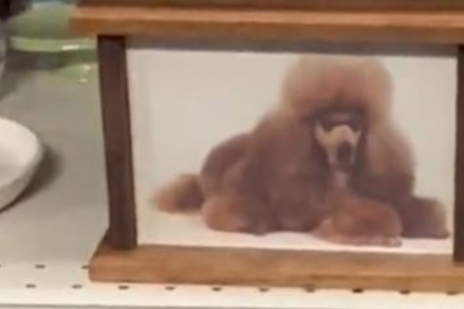 After finding dog's ashes at thrift store, woman makes a touching gesture