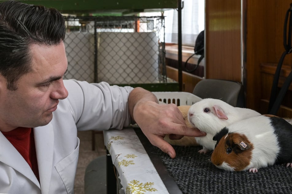 Experten wie Preisrichter Jan Schop bewerten mehrere Merkmale der Rassemeerschweinchen.