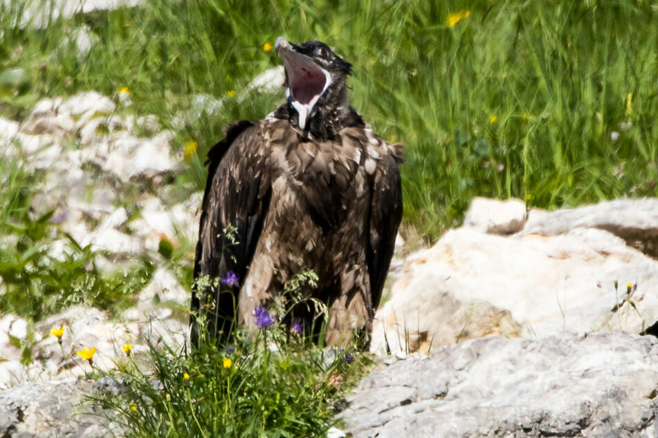 Über eine Webcam des Nationalparks Berchtesgaden konnten Fans und Fachleute den Jungfernflug von Dagmar beobachten.