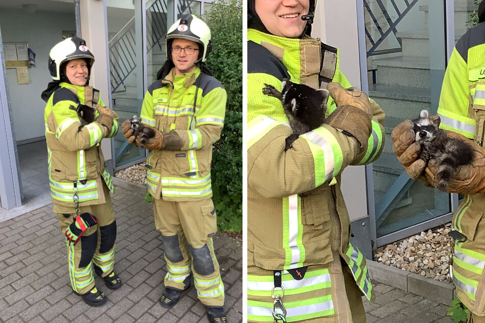 Dresden: Dresdner Feuerwehr rettet Waschbär-Babys aus Wohnhaus!