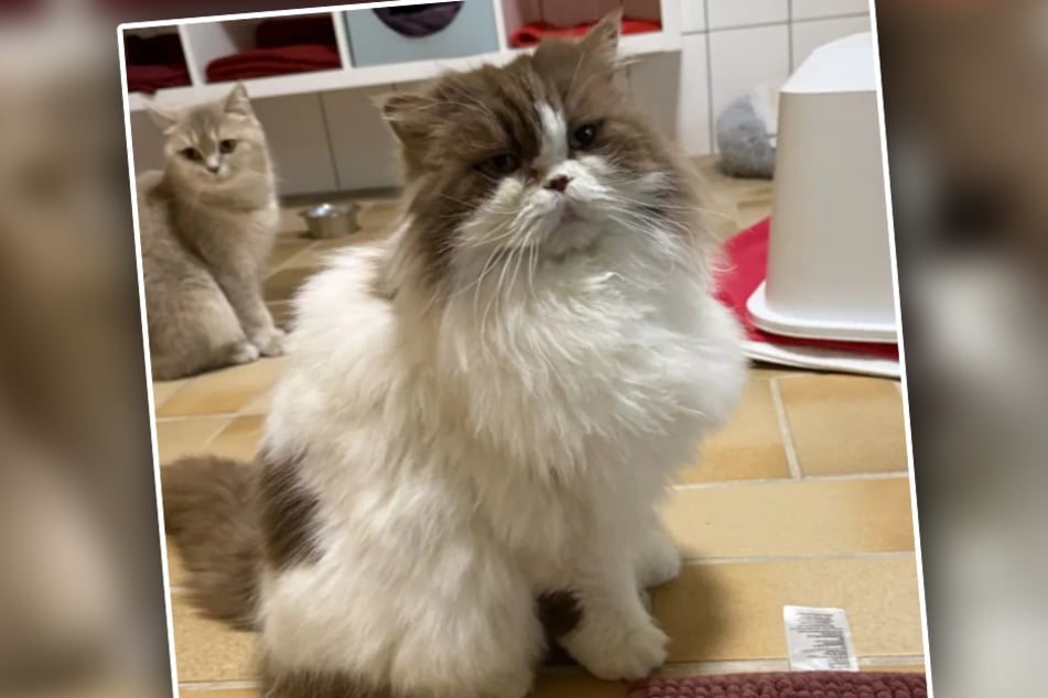 Flauschi ist ein zutraulicher Perserkater, bei dem der Name Programm ist.