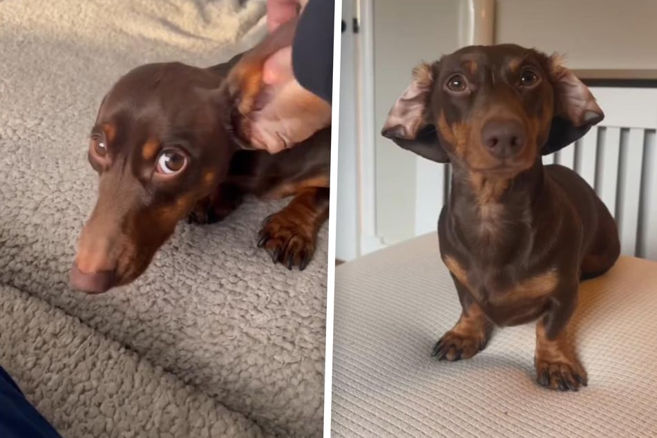 Dachshund struggles with his giant floppy ears in hysterical viral video!