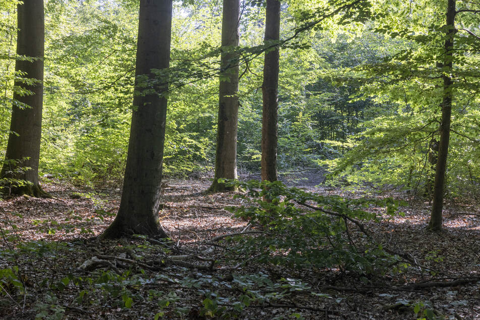 Die Spaziergänger entdeckten das Skelett im Wald. (Symbolfoto)