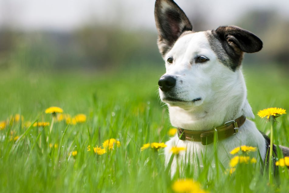 Forschern gelingt, mit künstlicher Intelligenz das "Wuff" des Hundes zu entschlüsseln!